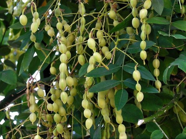 Вытяжка из плодов софоры японской и омелы белой (настойка) - фитоатлас.ру